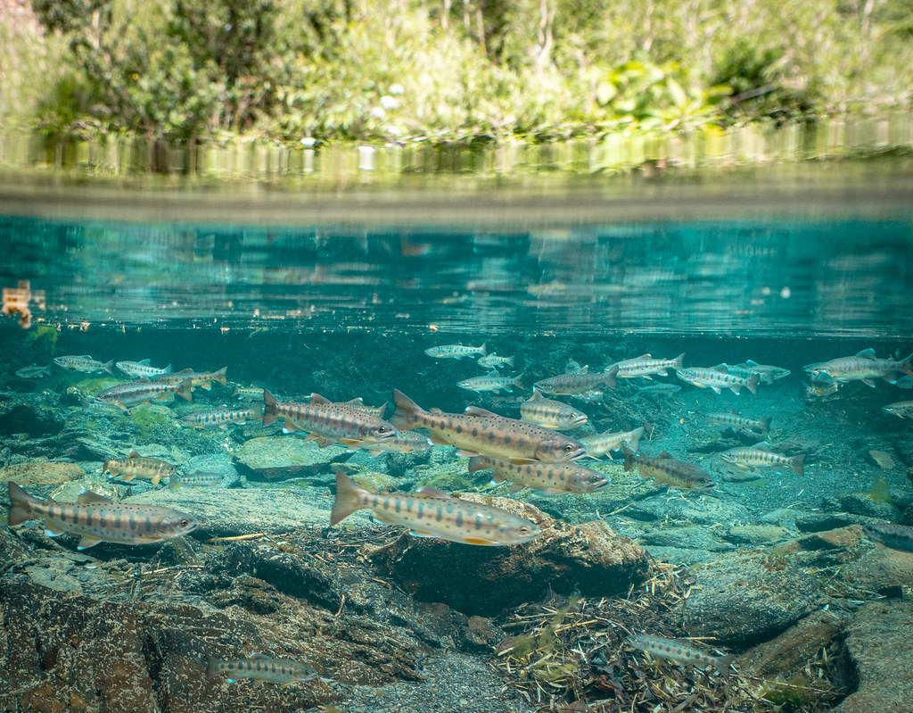 台灣國寶魚櫻花鉤吻鮭野外自我繁衍族群。圖片來源：國家公園署 提供