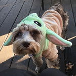 Lea's cute dog in costume Halloween 2022 