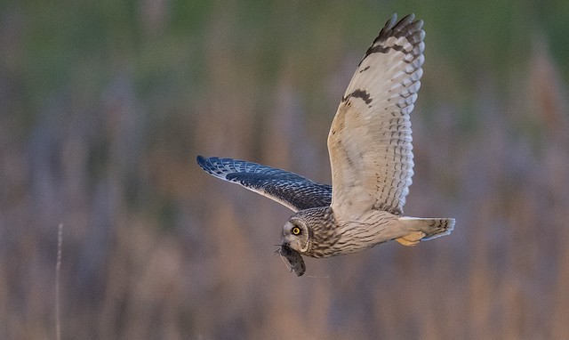 Short eared owl with prey