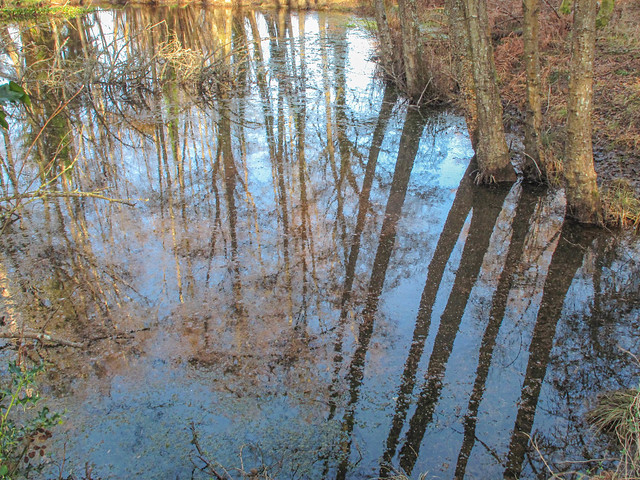 2024 (365 challenge No. 2) - Week 3 (A walk in th woods) - Day 4 - forest reflections in stagnant pond