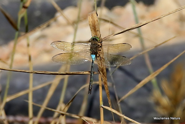 0S8A6559. Lesser Emperor (Anax parthenope) m