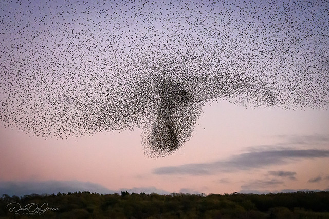 Starling murmuration with Peregrine