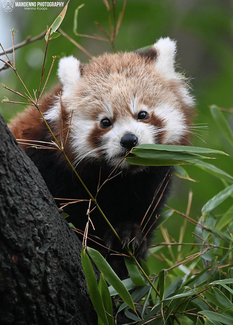 Red panda baby - Diergaarde Blijdorp
