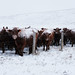 Snow Grazers