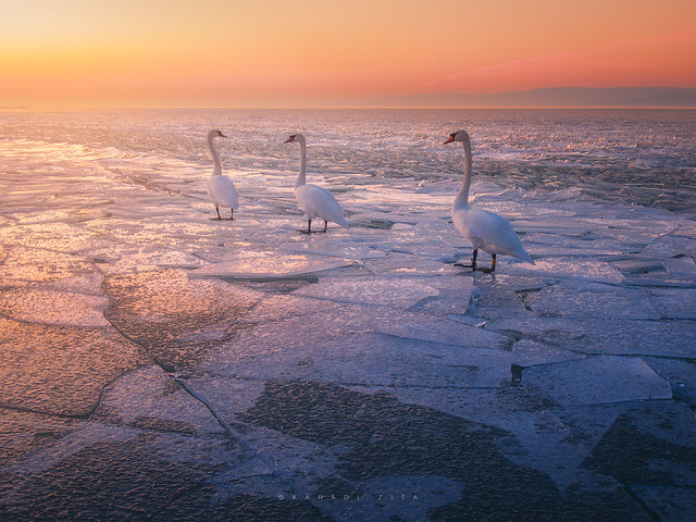 Swan lake at the pastell frozen world