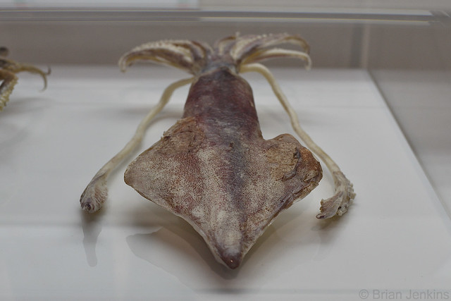 Uroteuthis edulis (ケンサキイカ)