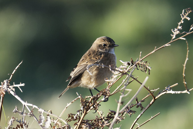 Louth Stonechat