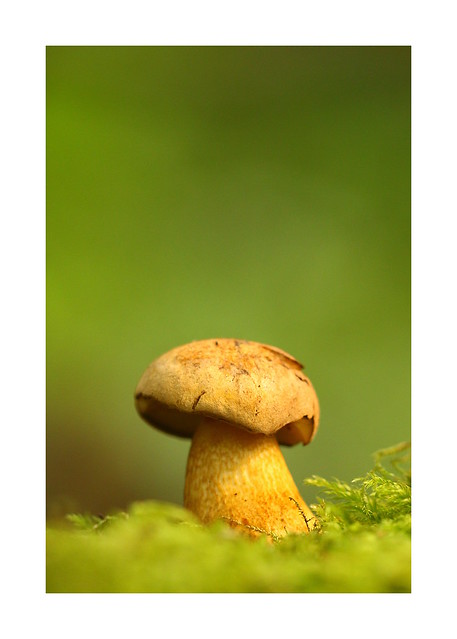 Bolete mushroom at Blackwater in the New Forest (August)