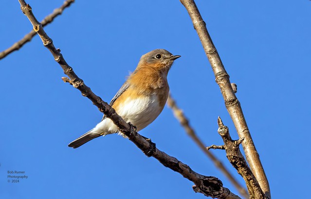 Eastern Bluebird Female.