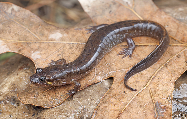 Catahoula Dusky Salamander (Desmognathus catahoula)