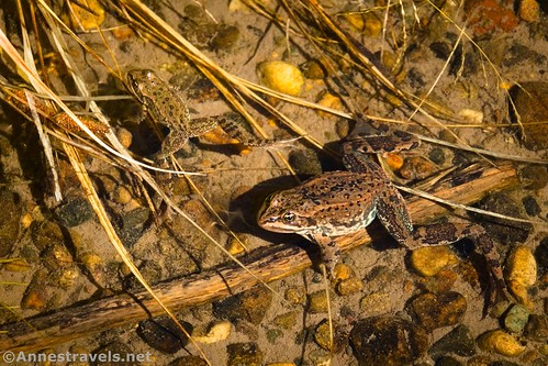 Frogs in the Gardner River, Yellowstone National Park, Wyoming