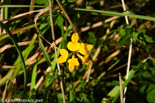 Wildflower (Birdfoot Trefoil) along the Great Allegheny Passage, Pennsylvania