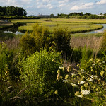 Paradise Creek Nature Park in Portsmouth, Virginia The wetlands at Paradise Creek Nature Park are seen in Portsmouth, Va., on July 6, 2017. Existing in stark contrast to surrounding industrial sites, the wetlands were completely filled in decades ago but restored and now managed by Elizabeth River Project. (Photo by Will Parson/Chesapeake Bay Program)

USAGE REQUEST INFORMATION
The Chesapeake Bay Program&#039;s photographic archive is available for media and non-commercial use at no charge.

To request permission, send an email briefly describing the proposed use to requests@chesapeakebay.net. Please do not attach jpegs. Instead, reference the corresponding Flickr URL of the image.

A photo credit mentioning the Chesapeake Bay Program is mandatory. The photograph may not be manipulated in any way or used in any way that suggests approval or endorsement of the Chesapeake Bay Program. Requestors should also respect the publicity rights of individuals photographed, and seek their consent if necessary.