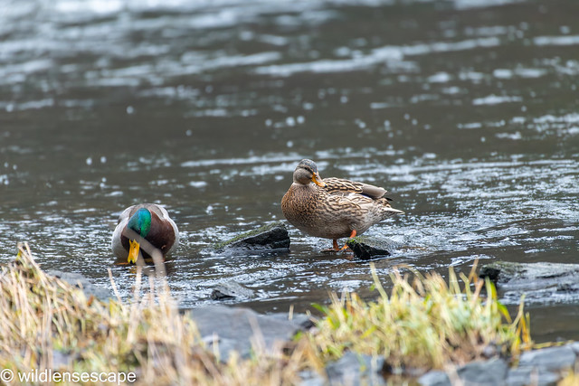 Duck couple looking for food