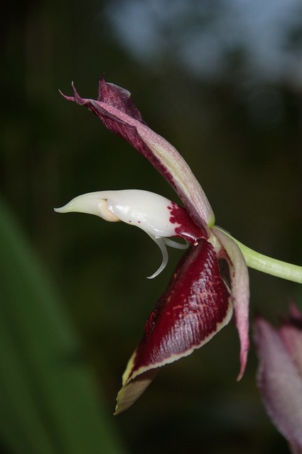 Catasetum Orchidglade