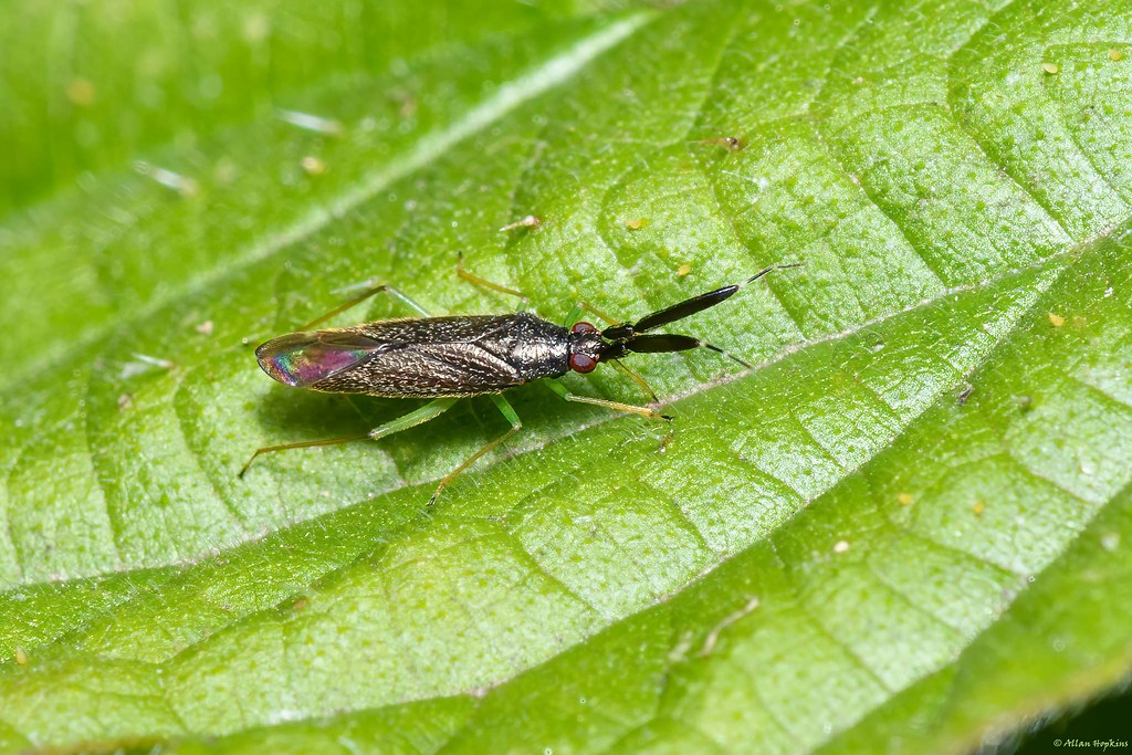 Common Flathorn Plant Bug (Heterotoma planicornis)