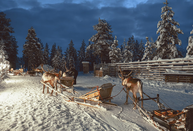 Husky & Reindeer sledging in Inari | Finnland