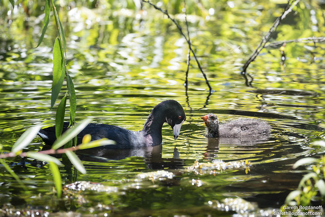 American Coot and Chick