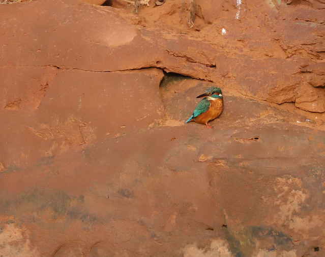 Kingfisher on Cliff