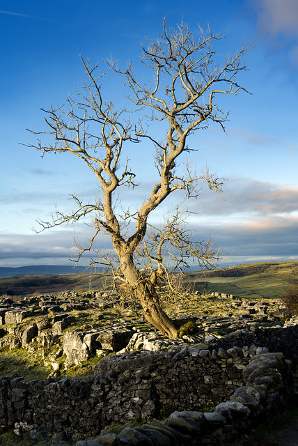 Old Tree, Winskill Stones