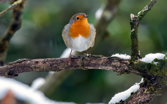 Robin in the snow!