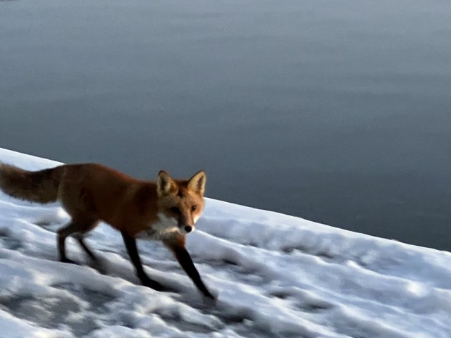 Wednesday morning at the Tidal Basin with fox trotting along the snowy path