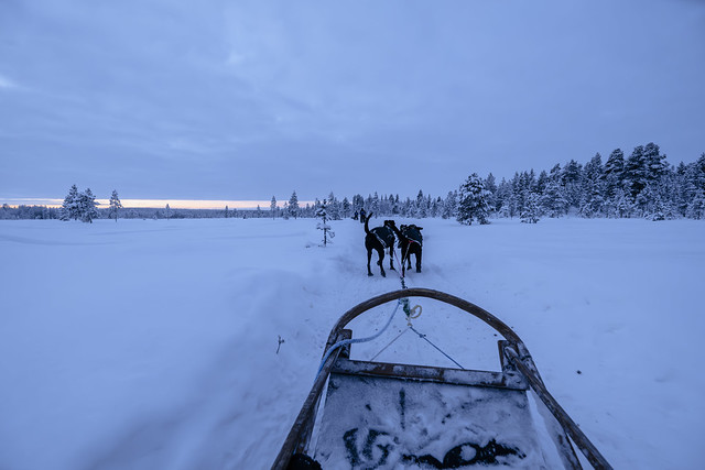 Husky & Reindeer sledging in Inari | Finnland