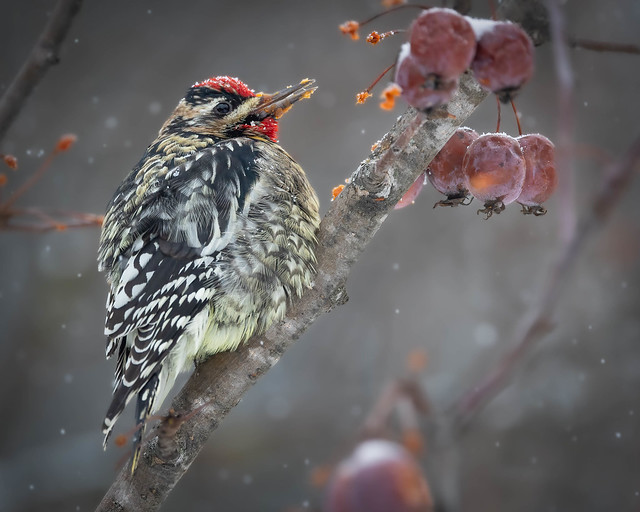 Yellow-bellied Sapsucker unable to find any sap or insects feeds on crabapples during snowstorm