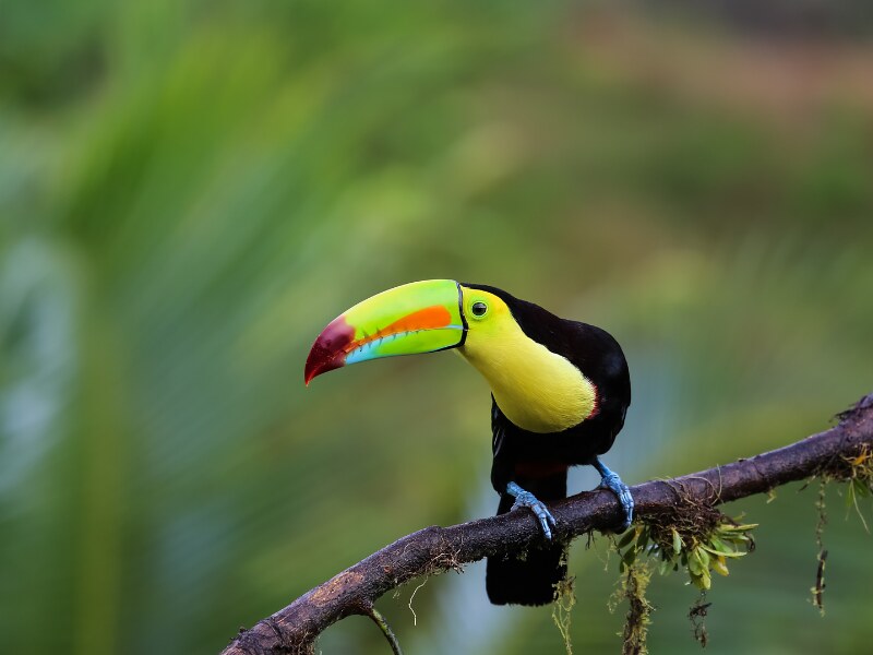 3 weeks in Costa Rica itinerary - Wildlife