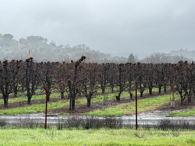 Rainy vineyard