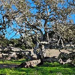 EL CHORRO Oak tree -01 PHOTOSHOP WATERCOLOR 
