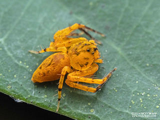 Lynx spider (Hamataliwa sp.) - P1137202