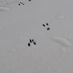 Footprint in Snow Squirrel 
-MD