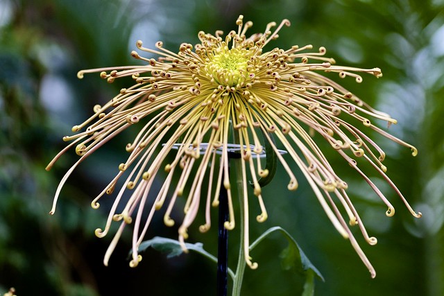 Spider Chrysanthemum
