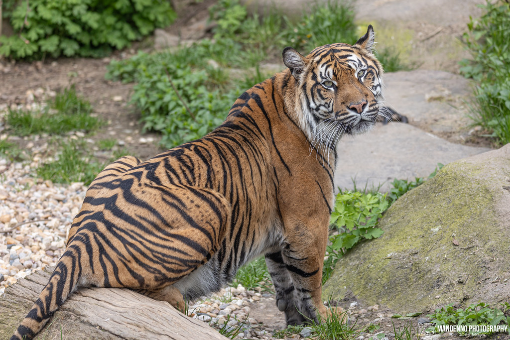 Sumatran Tiger - Zoo Jihlava