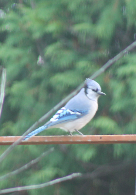 Bluejay Chilling