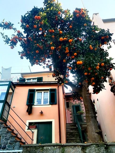 L'albero delle arance