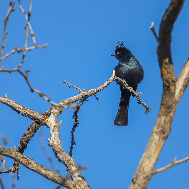 Phainopepla Male on Cold Day