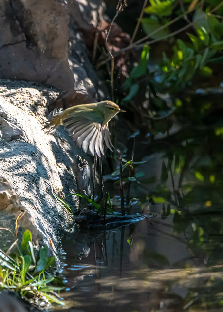 Mosquitero