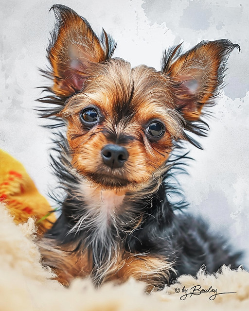 #13 Chorkie Designer Dog (Chihuahua + Yorkshire Terrier)