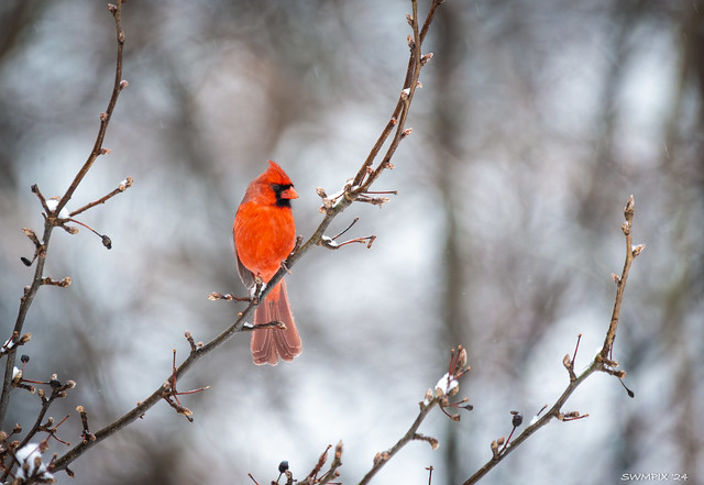 Cardinal on a Cold Day