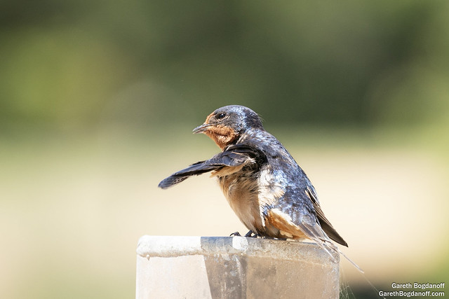 Barn Swallow Preening