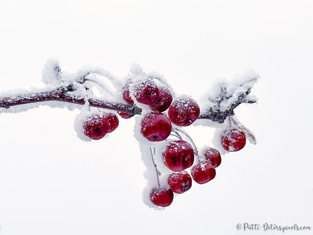 Frosty Red Cherries - Bunch
