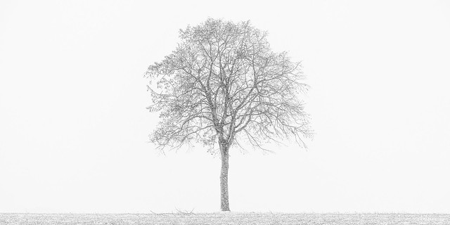 L'arbre dans la tempête de neige
