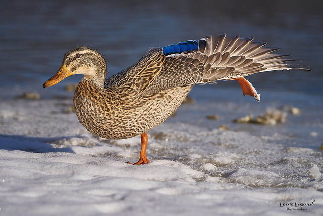 Canard colvert femelle qui s'étire sur la glace / Female mallard duck stretching on the ice