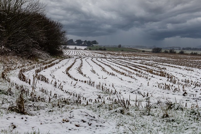 snow on the fields copy