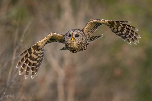 Barred Owl-