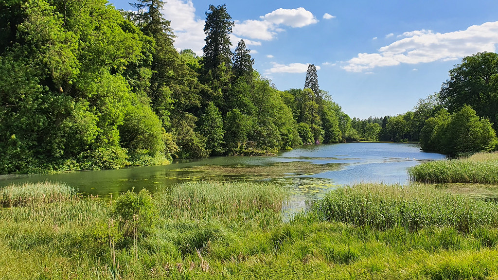 A fresh water river surrounded by trees in full leaf and sunshine. 