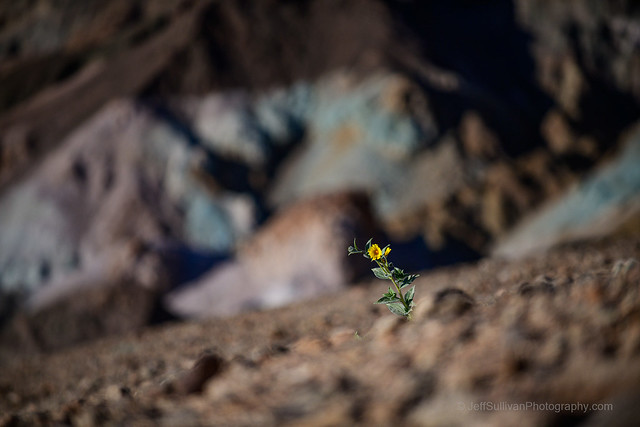 Lone Flower at Artists Palette