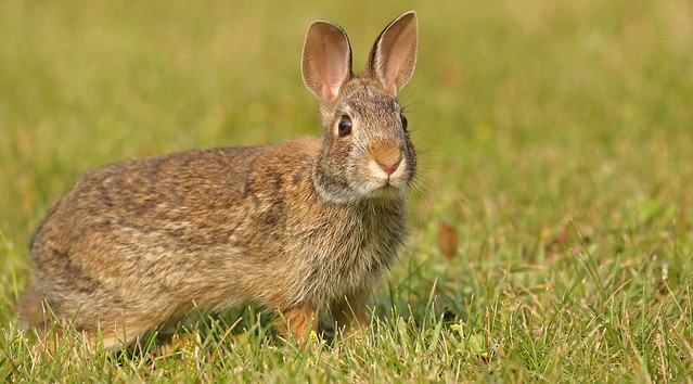 Eastern Cottontail...#4